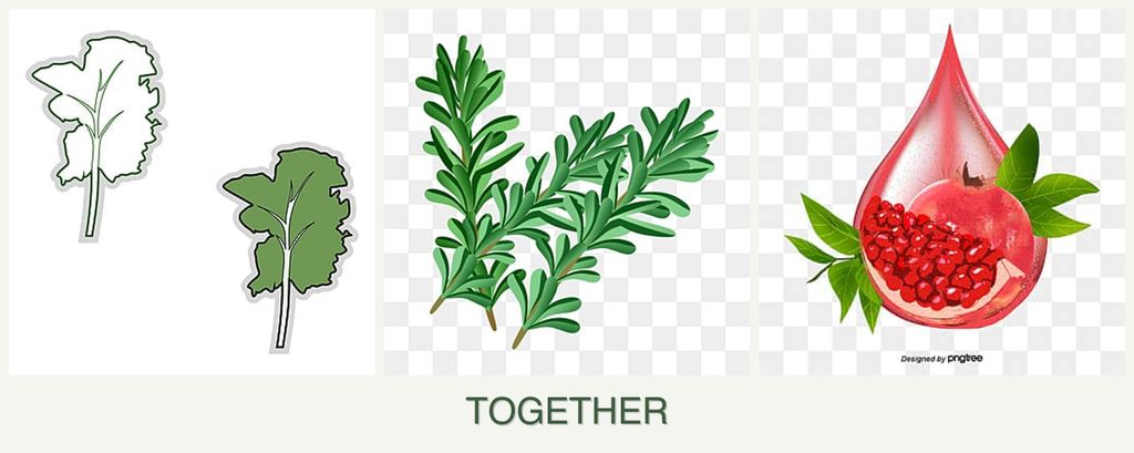 Can you plant kale, rosemary and pomegranates together?