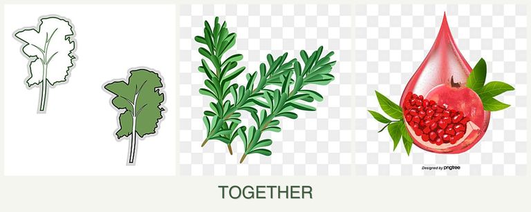 Can you plant kale, rosemary and pomegranates together?