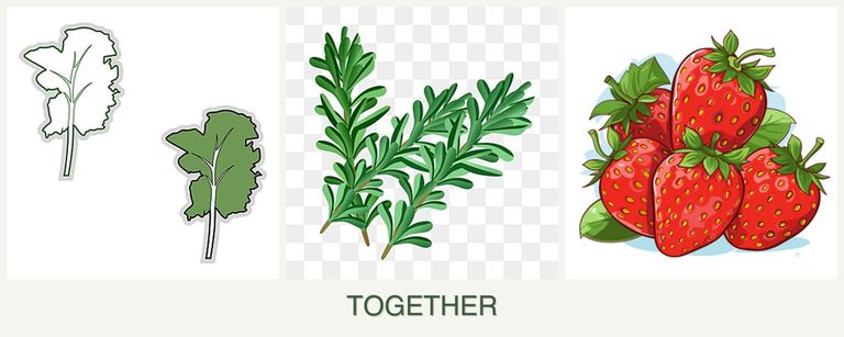 Can you plant kale, rosemary and strawberries together?