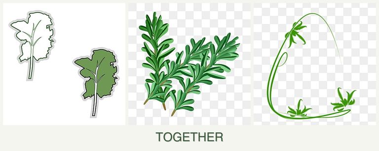 Can you plant kale, rosemary and tarragon together?