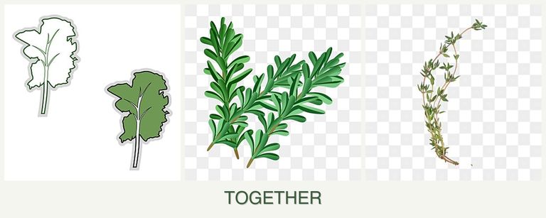 Can you plant kale, rosemary and thyme together?