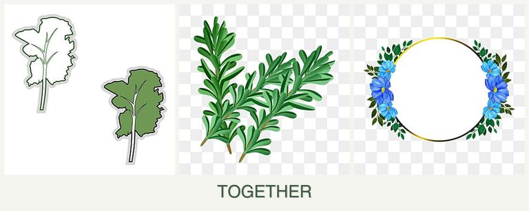 Can you plant kale, rosemary and zinnias together?