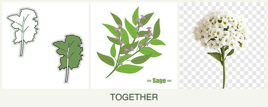 Can you plant kale, sage and alyssum together?