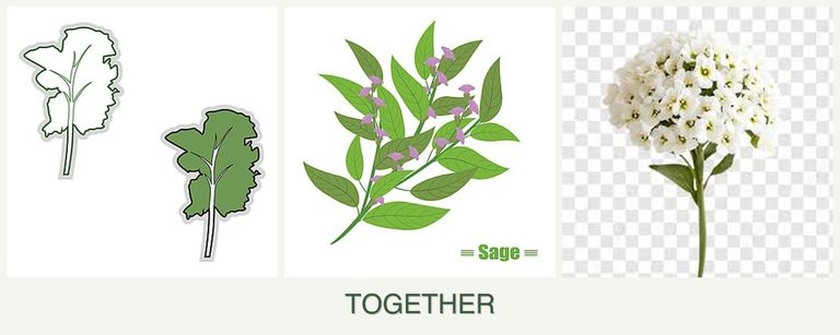 Can you plant kale, sage and alyssum together?