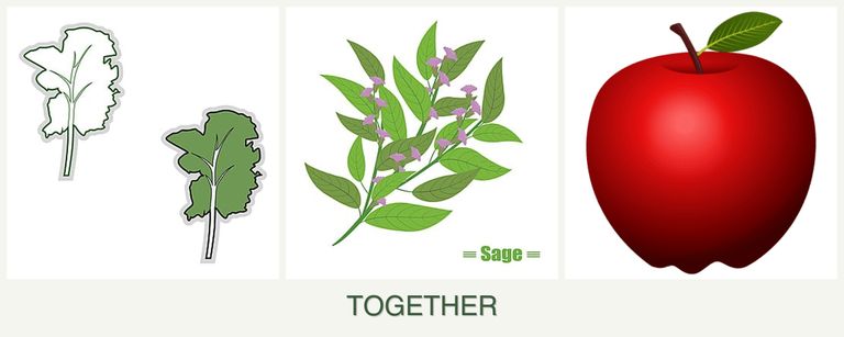 Can you plant kale, sage and apples together?