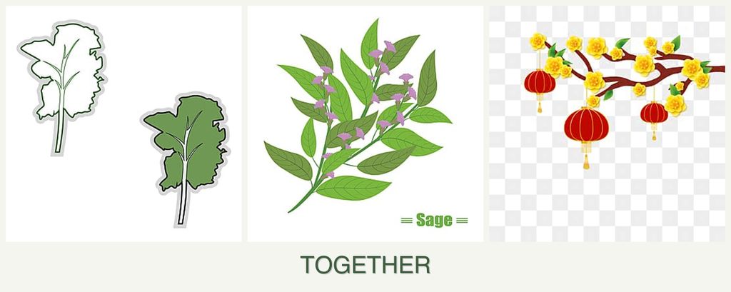 Can you plant kale, sage and apricots together?