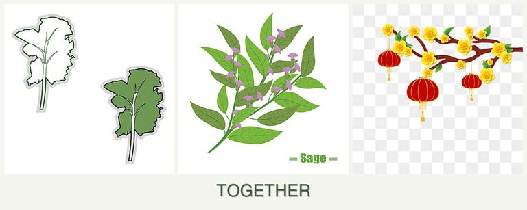Can you plant kale, sage and apricots together?