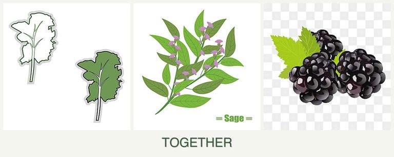 Can you plant kale, sage and blackberries together?