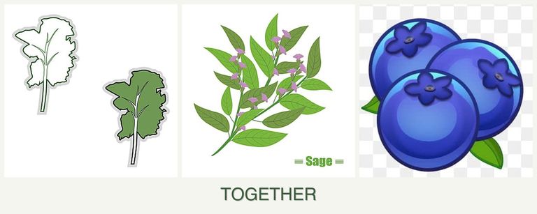 Can you plant kale, sage and blueberries together?