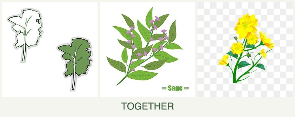 Can you plant kale, sage and calendula together?