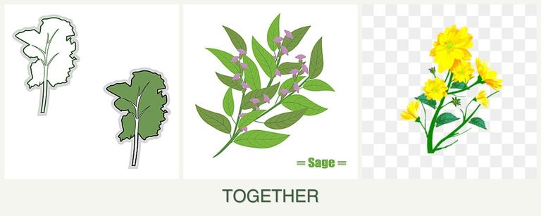 Can you plant kale, sage and calendula together?