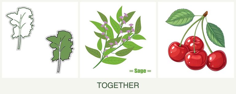 Can you plant kale, sage and cherries together?