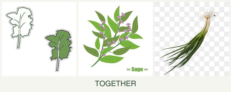 Can you plant kale, sage and chives together?