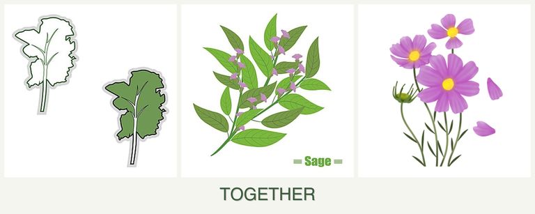 Can you plant kale, sage and cosmos together?