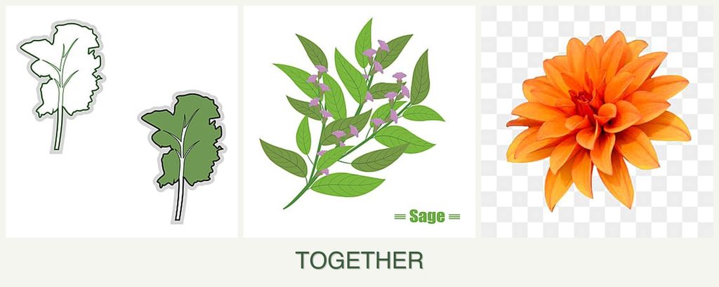Can you plant kale, sage and dahlias together?