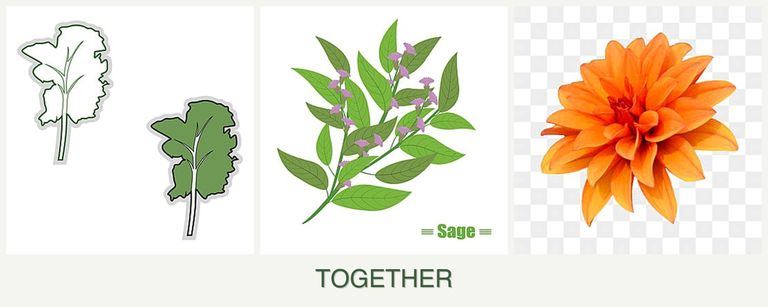 Can you plant kale, sage and dahlias together?