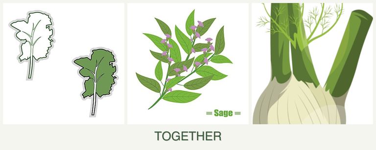 Can you plant kale, sage and fennel together?