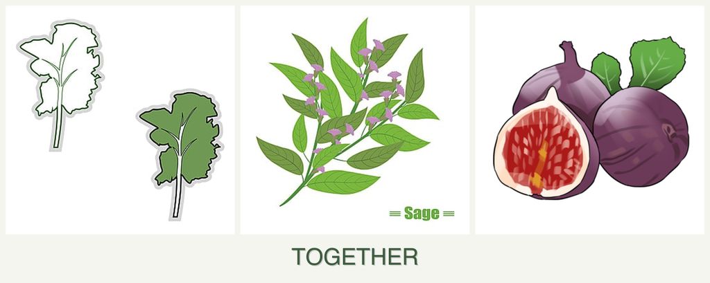 Can you plant kale, sage and figs together?