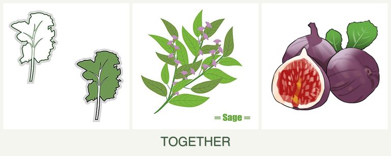 Can you plant kale, sage and figs together?
