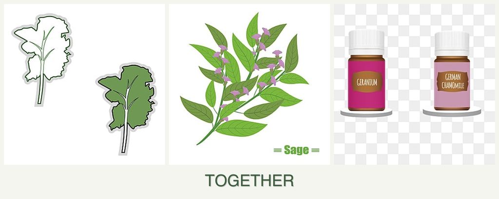 Can you plant kale, sage and geraniums together?