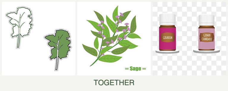 Can you plant kale, sage and geraniums together?