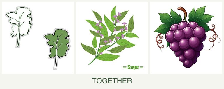 Can you plant kale, sage and grapes together?
