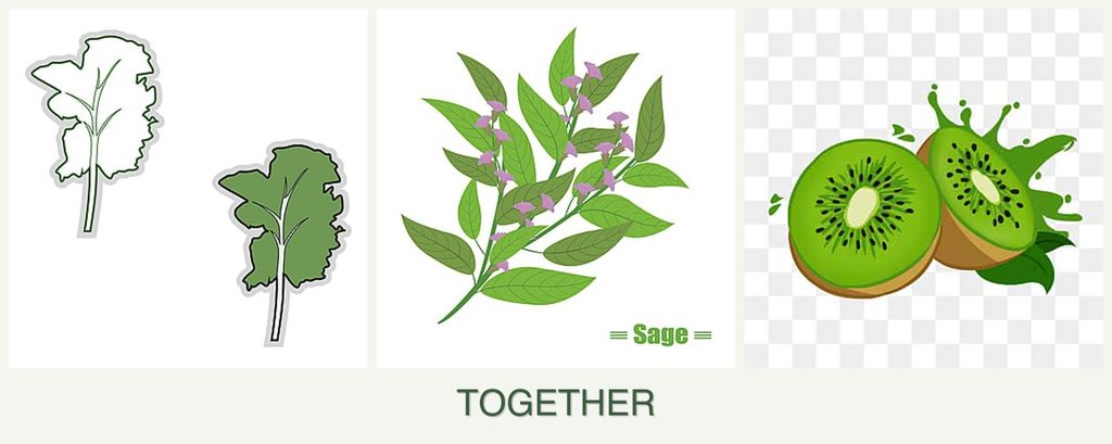 Can you plant kale, sage and kiwi together?