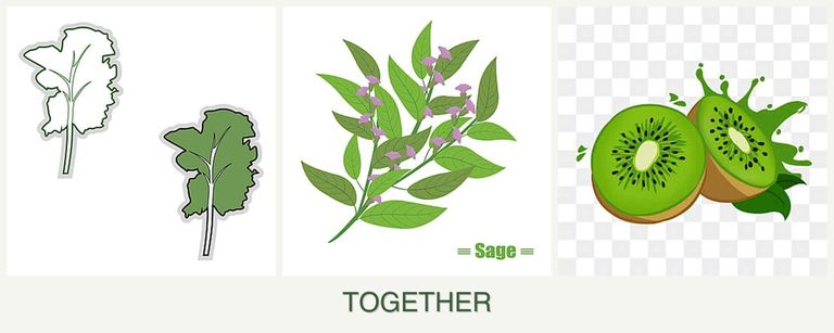 Can you plant kale, sage and kiwi together?