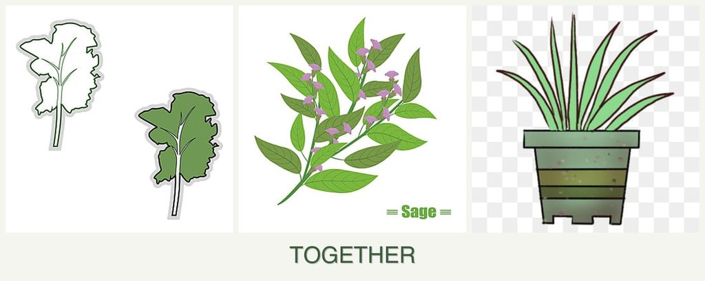 Can you plant kale, sage and lemongrass together?