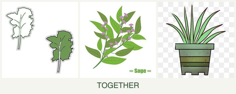 Can you plant kale, sage and lemongrass together?
