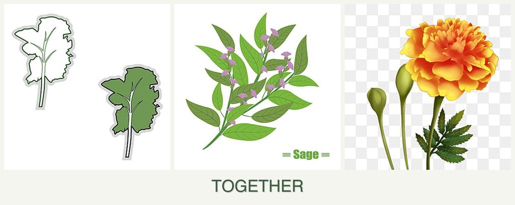 Can you plant kale, sage and marigolds together?