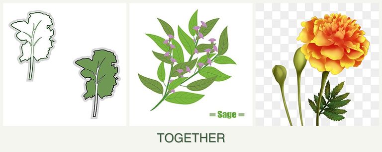 Can you plant kale, sage and marigolds together?