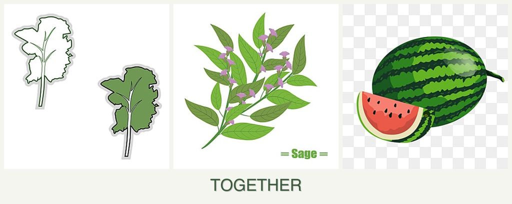 Can you plant kale, sage and melons together?