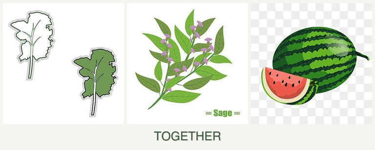 Can you plant kale, sage and melons together?