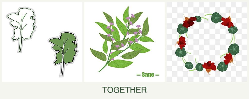 Can you plant kale, sage and nasturtiums together?