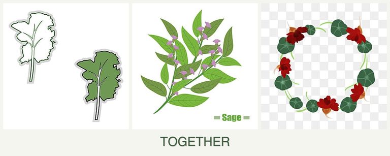 Can you plant kale, sage and nasturtiums together?