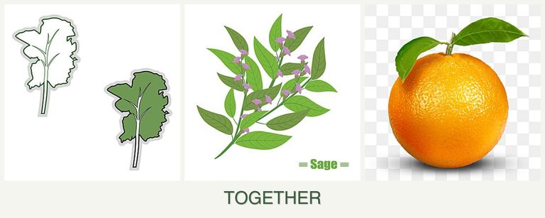 Can you plant kale, sage and oranges together?