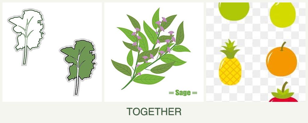 Can you plant kale, sage and pears together?