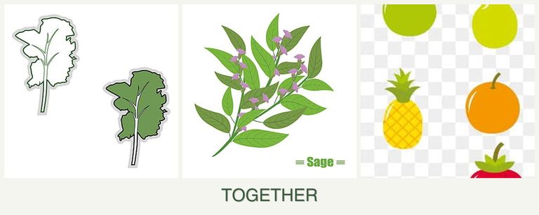 Can you plant kale, sage and pears together?