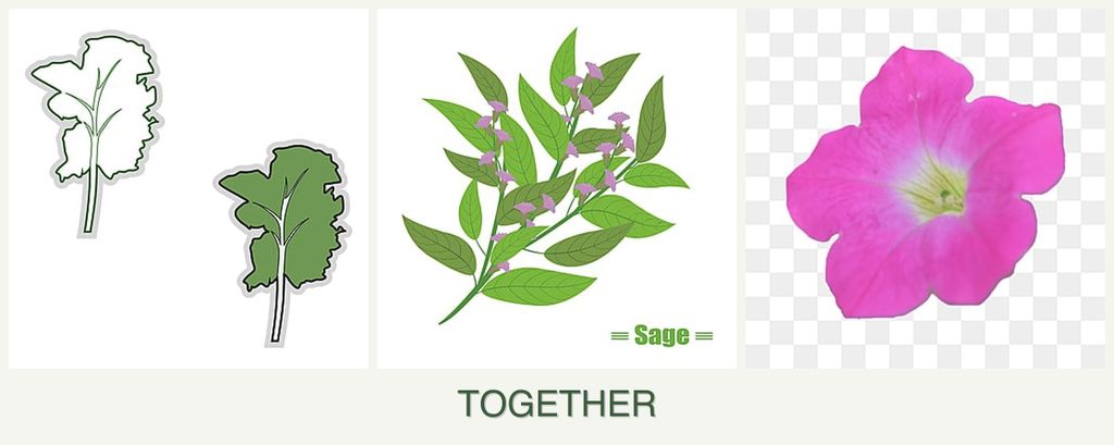 Can you plant kale, sage and petunias together?