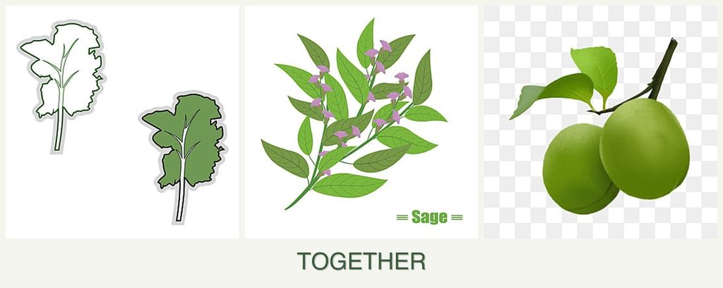 Can you plant kale, sage and plums together?