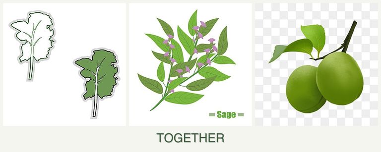 Can you plant kale, sage and plums together?