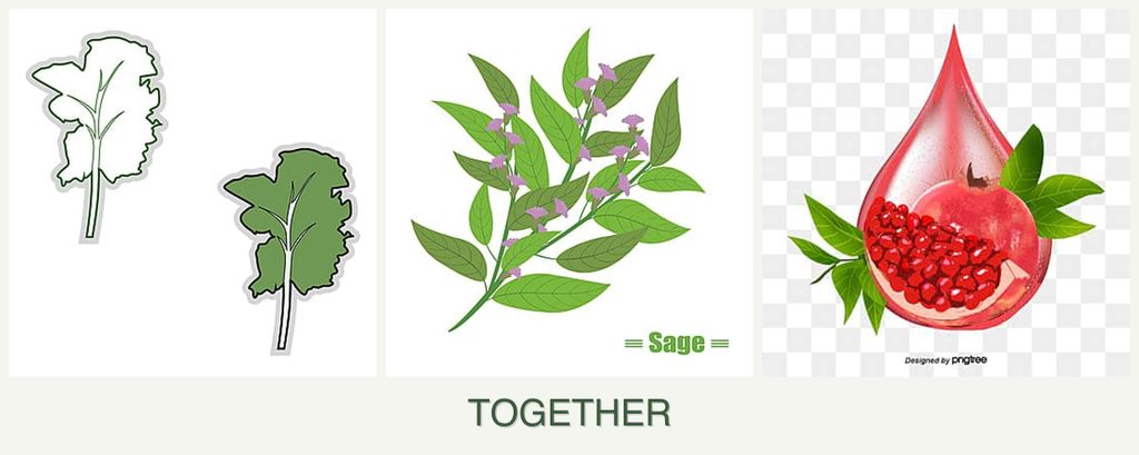 Can you plant kale, sage and pomegranates together?
