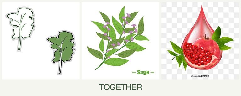 Can you plant kale, sage and pomegranates together?