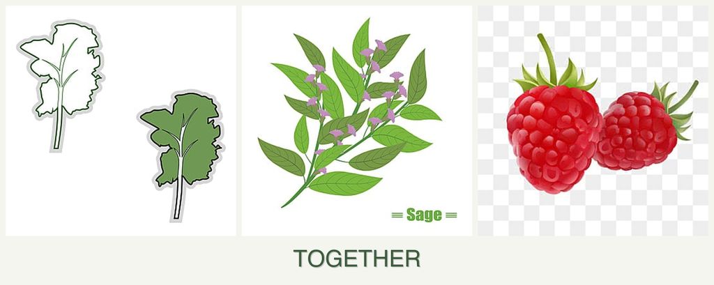 Can you plant kale, sage and raspberries together?