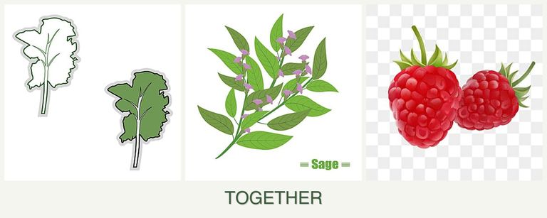 Can you plant kale, sage and raspberries together?