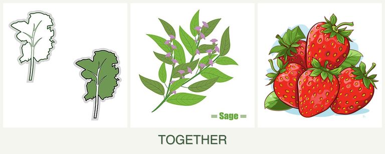 Can you plant kale, sage and strawberries together?