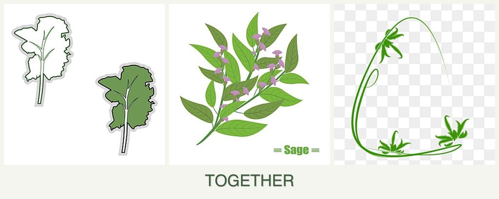 Can you plant kale, sage and tarragon together?