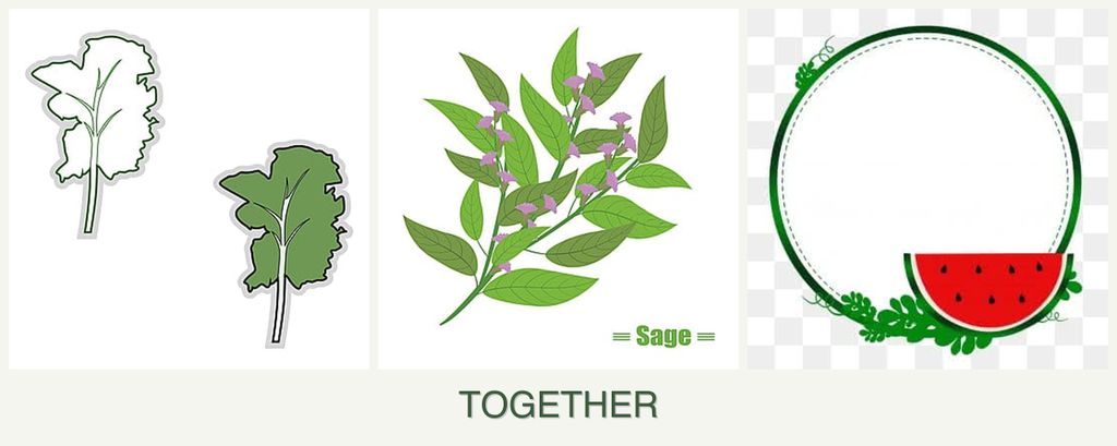 Can you plant kale, sage and watermelons together?