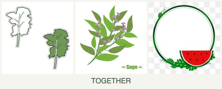 Can you plant kale, sage and watermelons together?